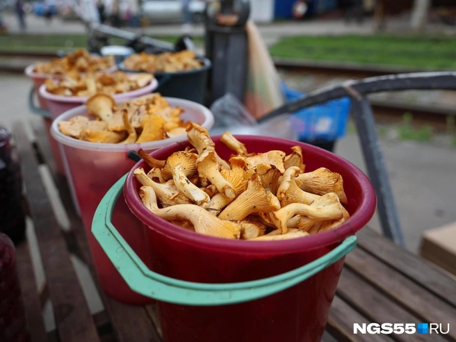 Настоящие лисички пахнут сушеным абрикосом | Источник: Евгений Софийчук / NGS55.RU