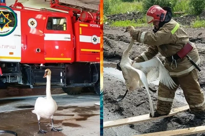 Пожарные спасли краснокнижного лебедя из грязевого плена