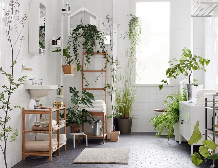 5 растений для ванной комнаты (фото 1)