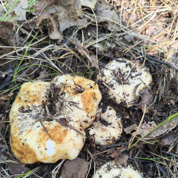 Источник: «Грибы и грибники Екатеринбурга и Свердловской области» / Vk.com