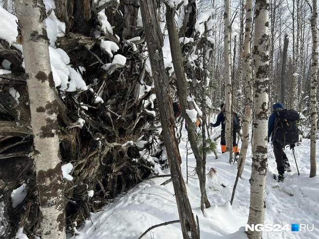 Под такими корнями можно укрываться | Источник: Алексей Тайганавт / NGS24.RU