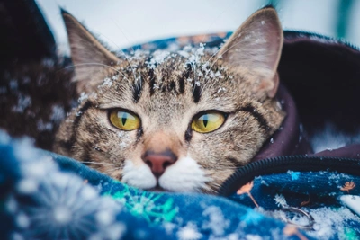 Морозы до -29°C в Чите 2 января без осадков