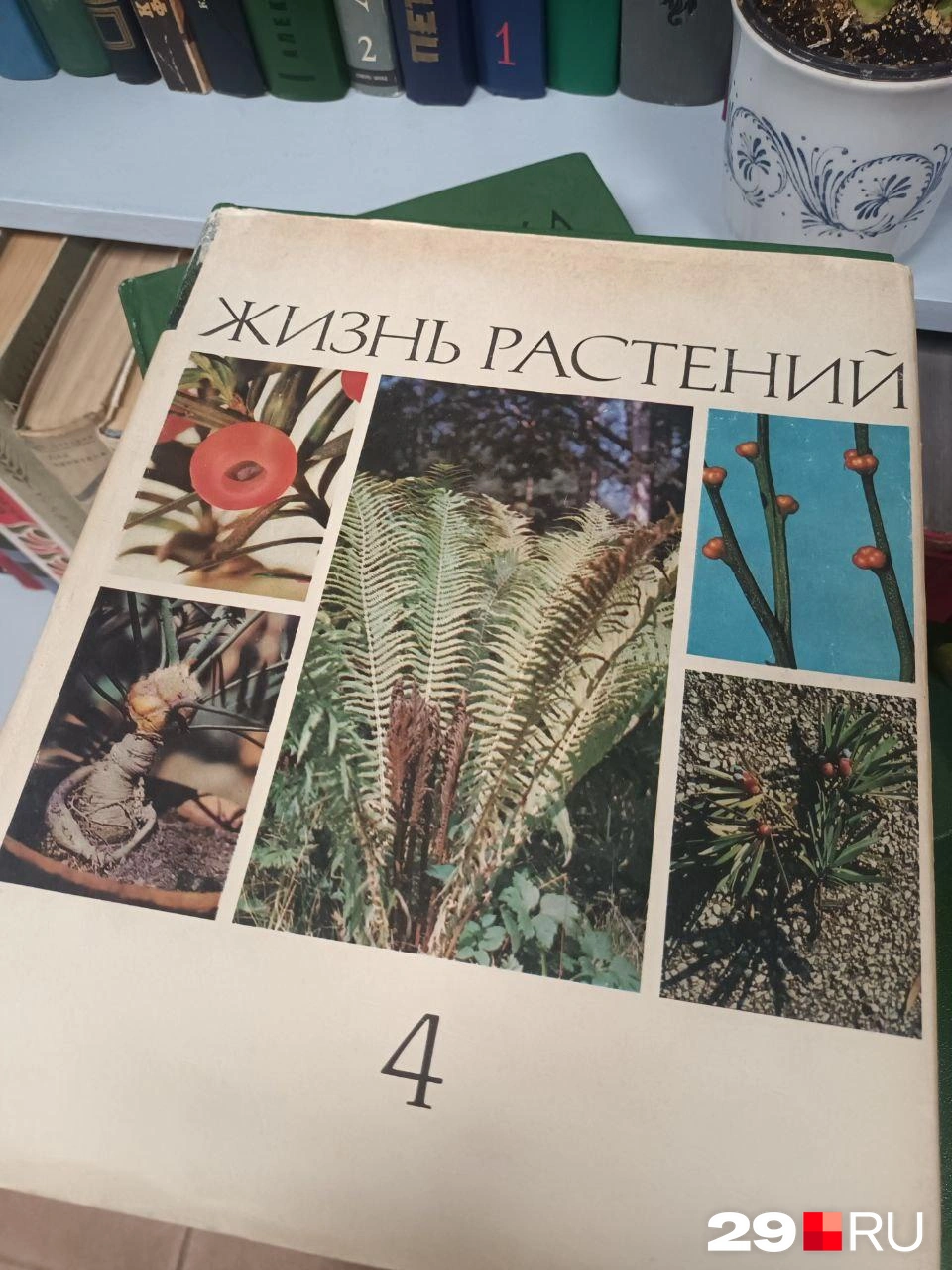 Книга про растения за 390 | Источник: Мария Вершинина / 29.RU