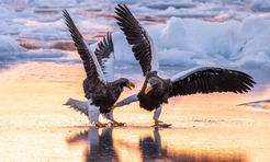 Самые смешные фото животных за осень 2025 года