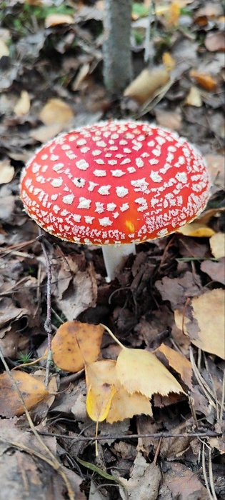 Источник: читатель NN.RU