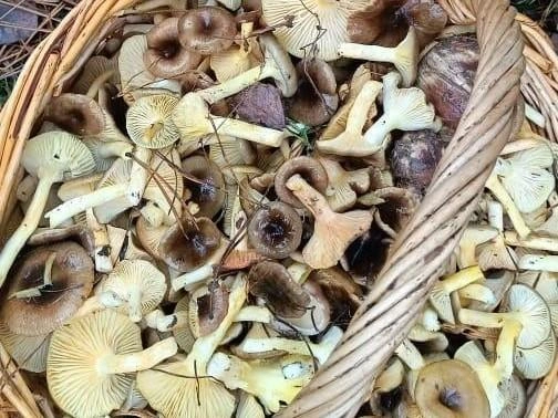 Кто-то уже закрыл для себя грибной сезон, а кто-то до сих пор приносит из леса целые корзины | Источник: Группа VK «Грибы и грибники Рязани»