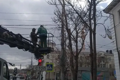 С начала года в городе опилили свыше 300 аварийных деревьев