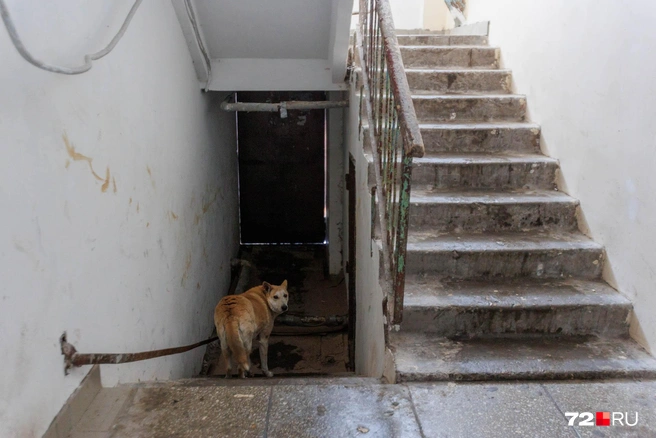 В подъезде пансионата бродил пес, которого подкармливают местные жители | Источник: Ирина Шарова / 72.RU