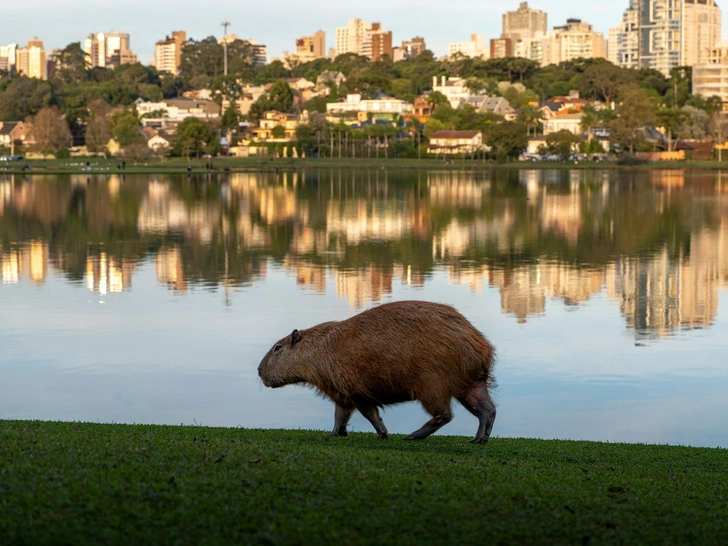 Источник: Vinicius Brasil / Unsplash