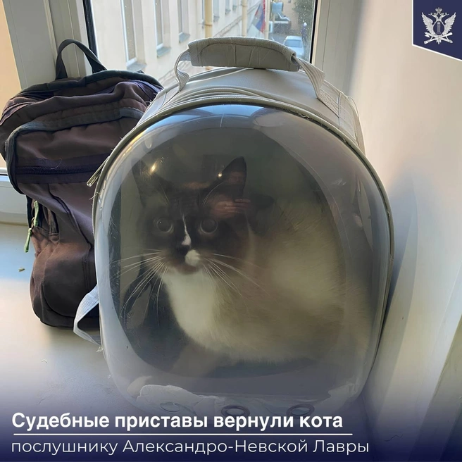Судебные приставы помогли вернуть кота послушнику Александро-Невской лавры. Хвостатый три года жил у новой хозяйки | Источник: ФССП России