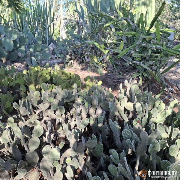 Источник: Ирина Багликова / «Фонтанка.ру»