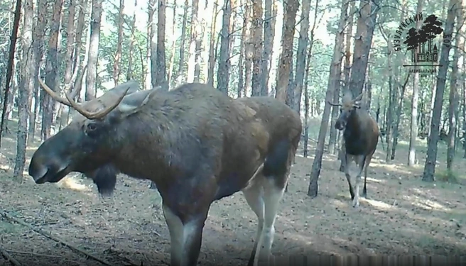 В Бузулукском бору инспекторы записали «разговор» лосей | Источник: Скриншот с видео из телеграм-канала «Бузулукский бор»
