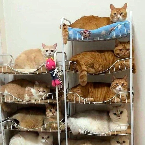 Источник: соцсети