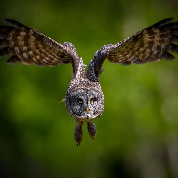 Источник: Edward Lebron / Fine Art Photography Awards 2025