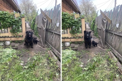 В Омске ищут дом брошенной на даче собаке