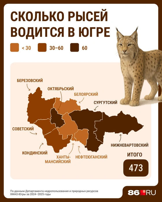Рыси обитают преимущественно в восточной части региона | Источник: Серафима Пантыкина / Городские медиа