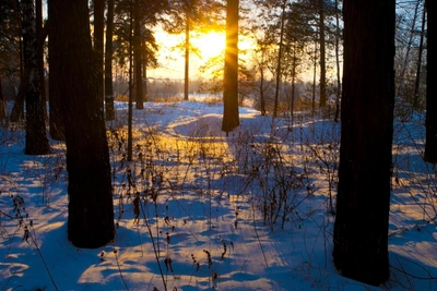 Солнцестояние 21 декабря: обряды для привлечения любви