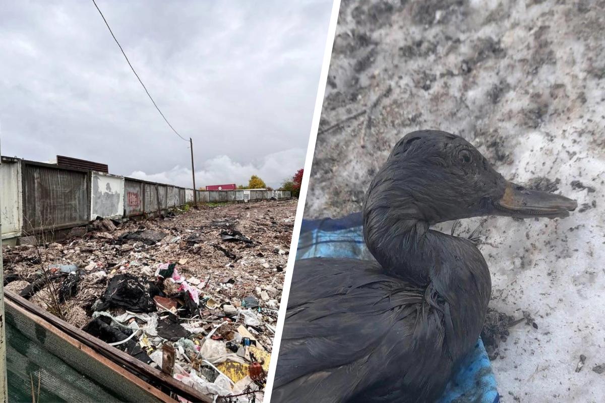 В Перми появляются нелегальные свалки со строительным мусором  кто в этом виноват и как с ними бороться: разбор