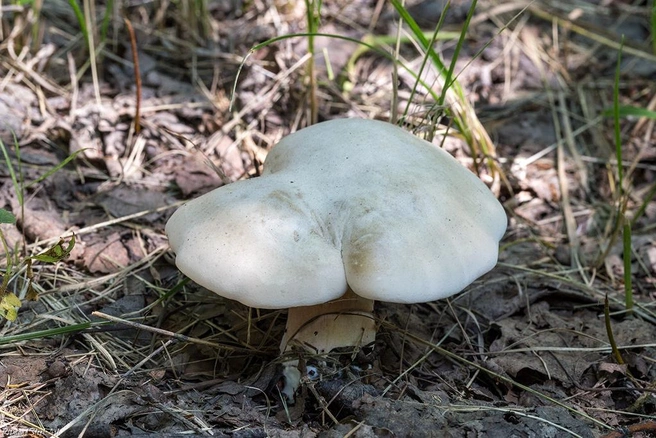 У ивишеня заметная шляпка | Источник: mycology.su