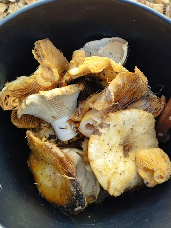 Прогулка прошла успешно | Источник: Елена Иванова / vk.com