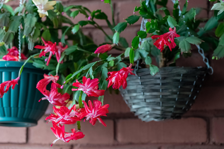 Приятное соседство: комнатные растения, которые улучшат ваш сон
