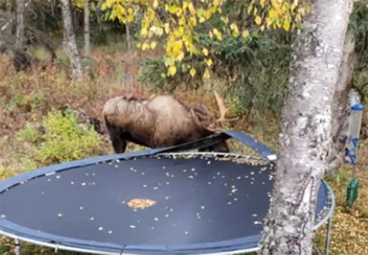 На Аляске лось пришел съесть и разломать чужой детский батут (видео)