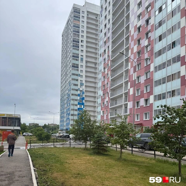 Такие деревца растут среди домов ЖК | Источник: читатель 59.RU