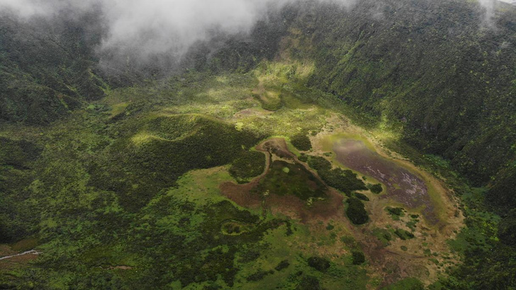 Исследователи обнаружили под землей нетронутый древний лес — ему около 400 000 000 лет