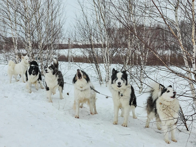 Соревнования проходят на территории Кольцово. | Источник: Александр Ощепков / NGS.RU 