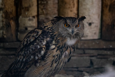 Спасенного филина выхаживают в барнаульской клинике