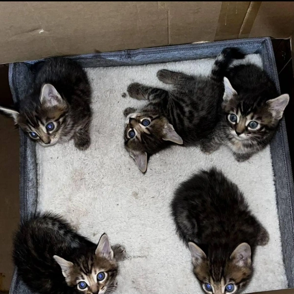 Продают четырёх девочек  | Источник: сайт бесплатных объявлений