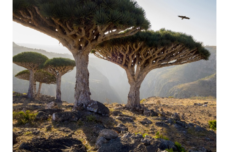 Вернуться к корням: 7 самых экзотичных деревьев в мире