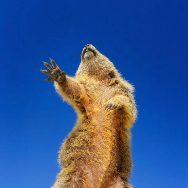 Источник: Martina Gebert / Comedy Wildlife Photography Awards 2019