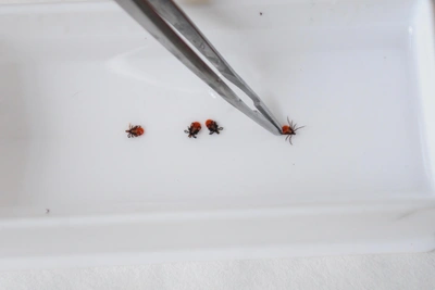 Что делать, если ребенка укусил клещ: советы для Тулы