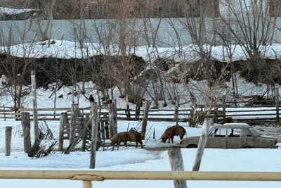 В Ревде забили знаменитых бродячих свиней