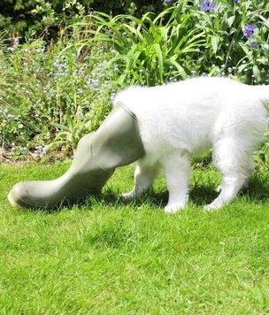 10 лучших подборок очень смешных фото собак