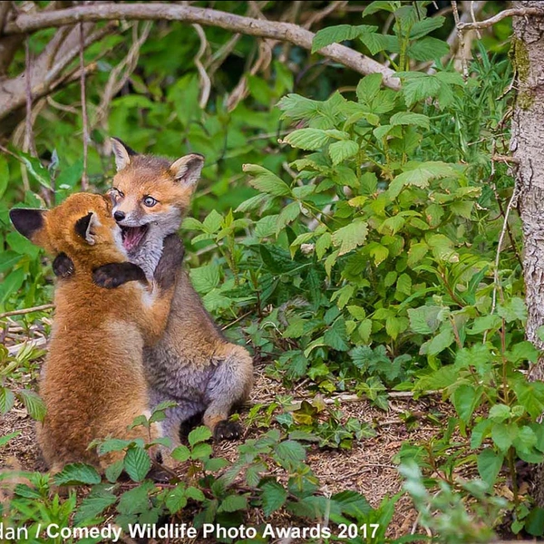 «Я научу тебя танцевать!» | Источник: John Sheridan / Comedy Wildlife Photography Awards 2017
