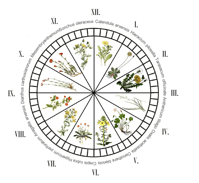 Зеленые часы и барометры: растения, которые можно использовать как научные приборы