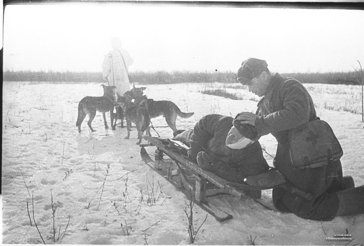 Удивительная история ездовых собак в СССР