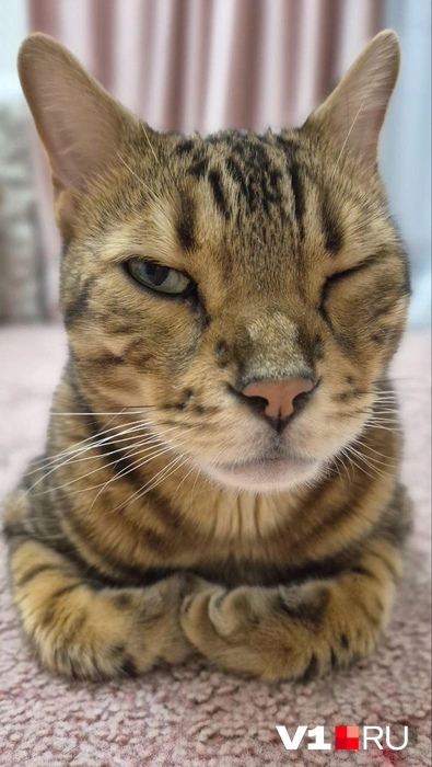 Осторожно, вам подмигивают | Источник: читатели V1.RU