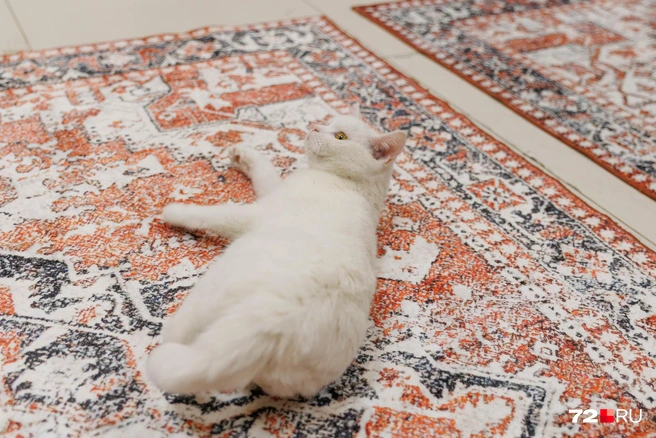 Источник: Ирина Шарова / 72.RU