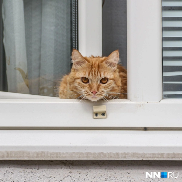 Рыжий смотрит прямо в душу | Источник: Наталья Бурухина / NN.RU