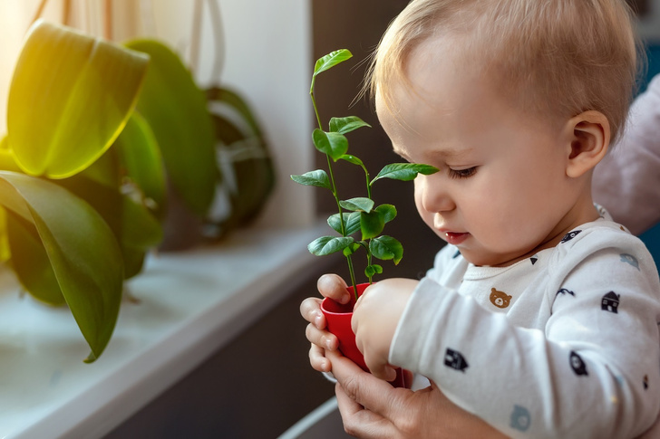 комнатные растения опасные для детей