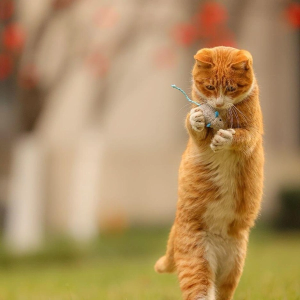 «Мяуя прелесссть» | Источник: Lock Liu / Comedy Pet Photography Awards