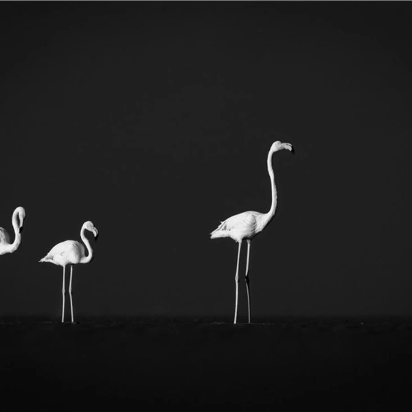 Источник: Olaf Karwisch / Exposure One Awards 2025