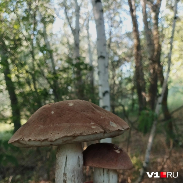 Источник: Анна Зарубина