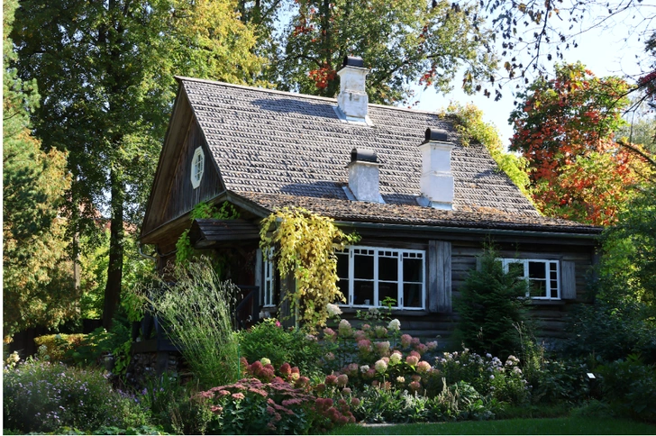 На участках почти всё как на даче: растут привычные пионы, сирень и жасмин. А ещё диковинный маньчжурский орех | Источник: Екатерина Кикина