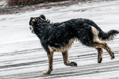 Dogs harass Ryazan residents with aggressive behavior — Bastrykin takes note