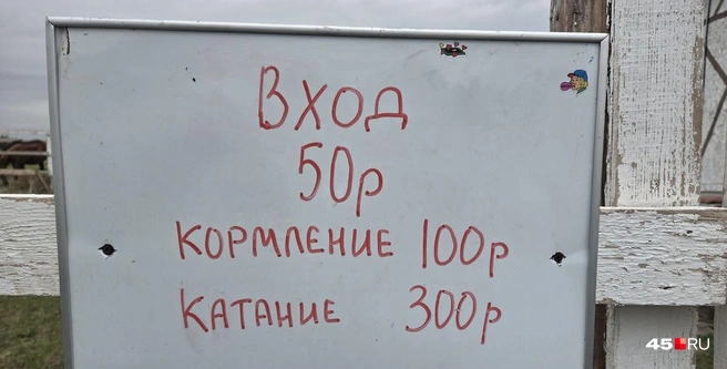 Источник: Алёна Кисель / 45.RU