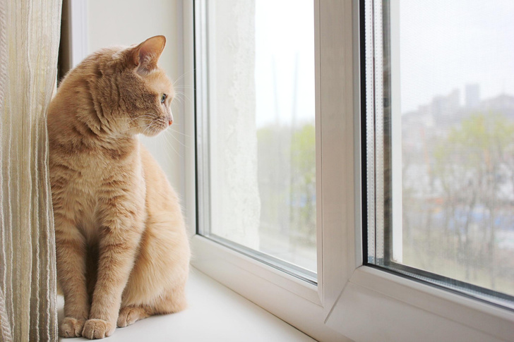 как защитить кошку от падения из окна, защита окна от кошки